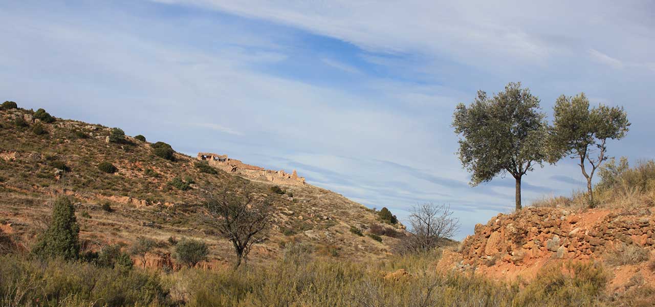 Steinige Landschaft mit Olivenbaum